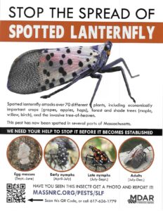Spotted Lanternfly notice