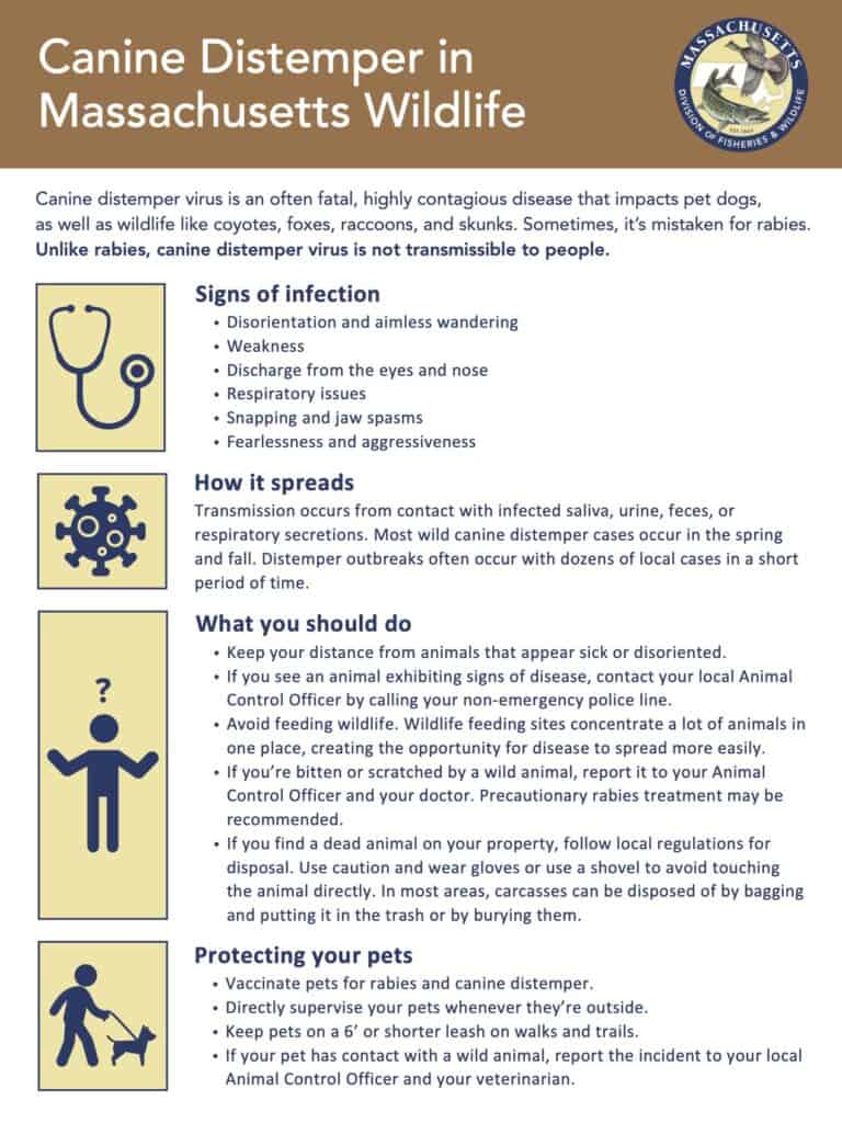 Canine Distemper Flyer (JPG)